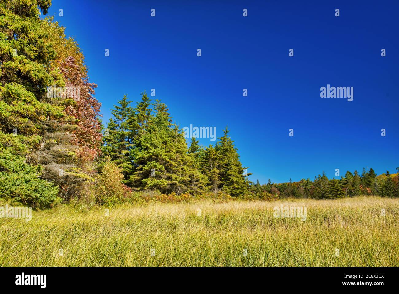 Coniferous forest new england hi-res stock photography and images - Alamy