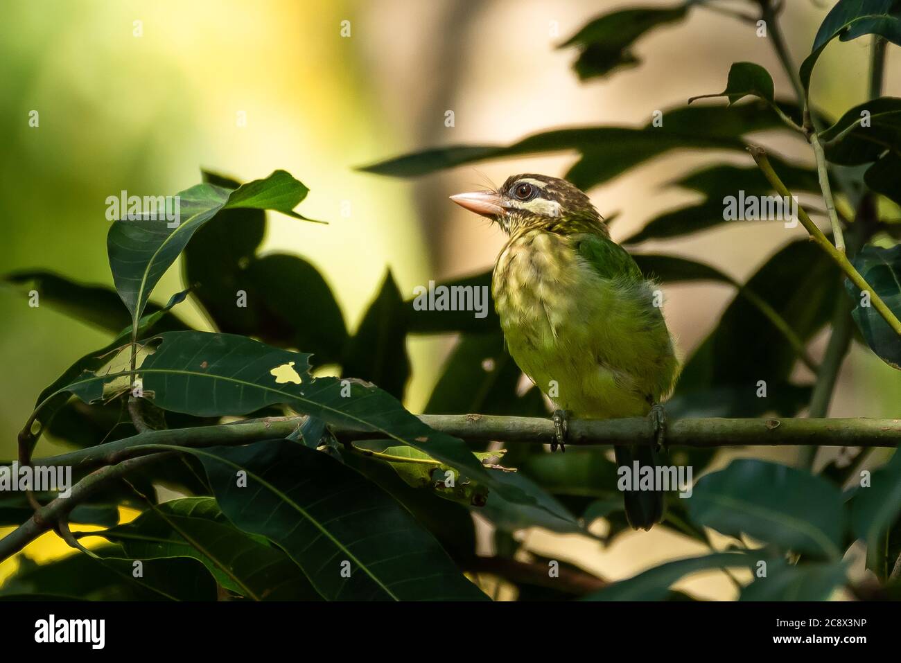 White Cheeked Barbet perched on a mango tree Stock Photo