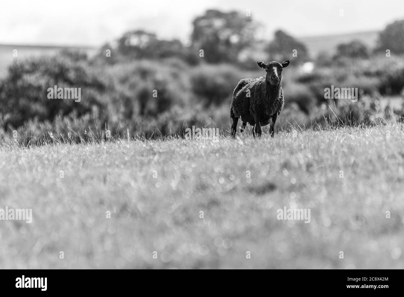 A lone black Welsh mountain sheep grazing in a field on the Black Mountains, Trapp, Carmarthenshire Stock Photo