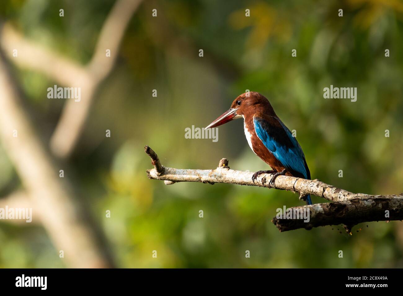 White throated king fisher perched on a tree branch Stock Photo