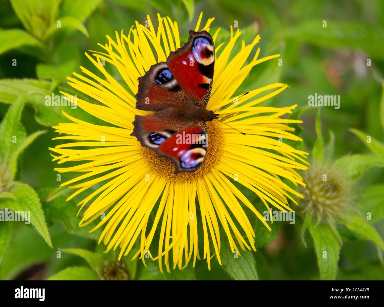 A Peacock butterfly, Aglais io, the European Peacock, feeds from an Inula Hookeri flowering a garden in Devon, United Kingdom. Stock Photo