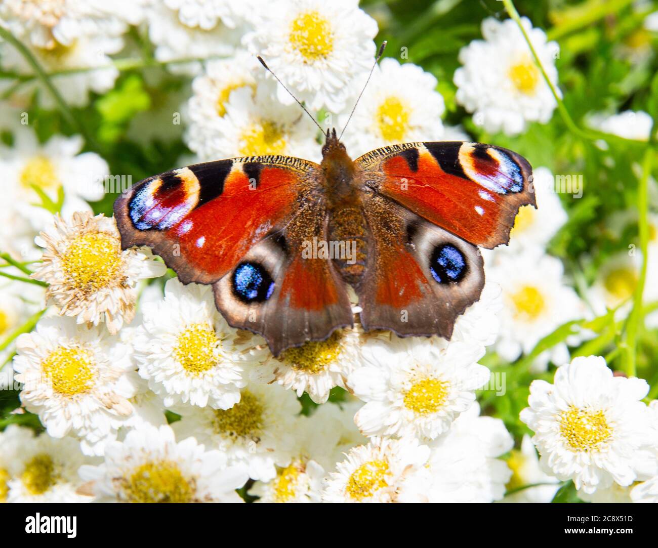 A Peacock butterfly, Aglais io, the European Peacock, feeds from a Feverfew plant, flowering a garden in Devon, United Kingdom. Stock Photo
