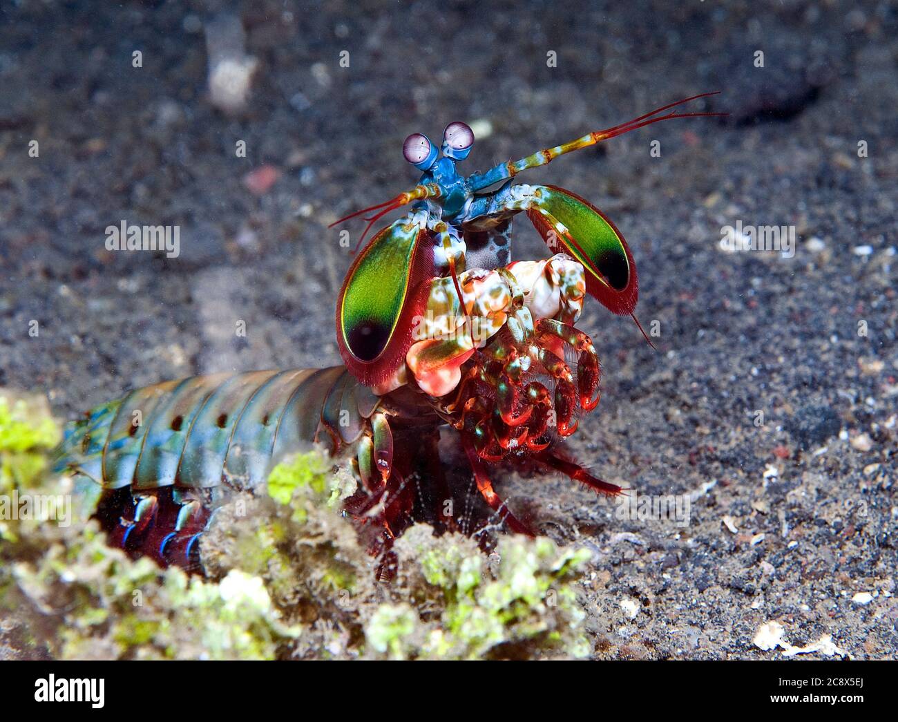 Peacock mantis shrimp (Odontodactylus scyllarus, Lembeh Strait, Sulawesi, Indonesia) Stock Photo