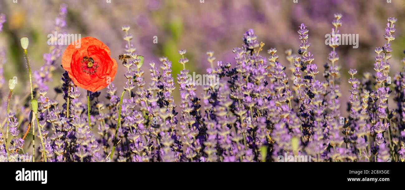 Lavender and poppies hi-res stock photography and images - Alamy