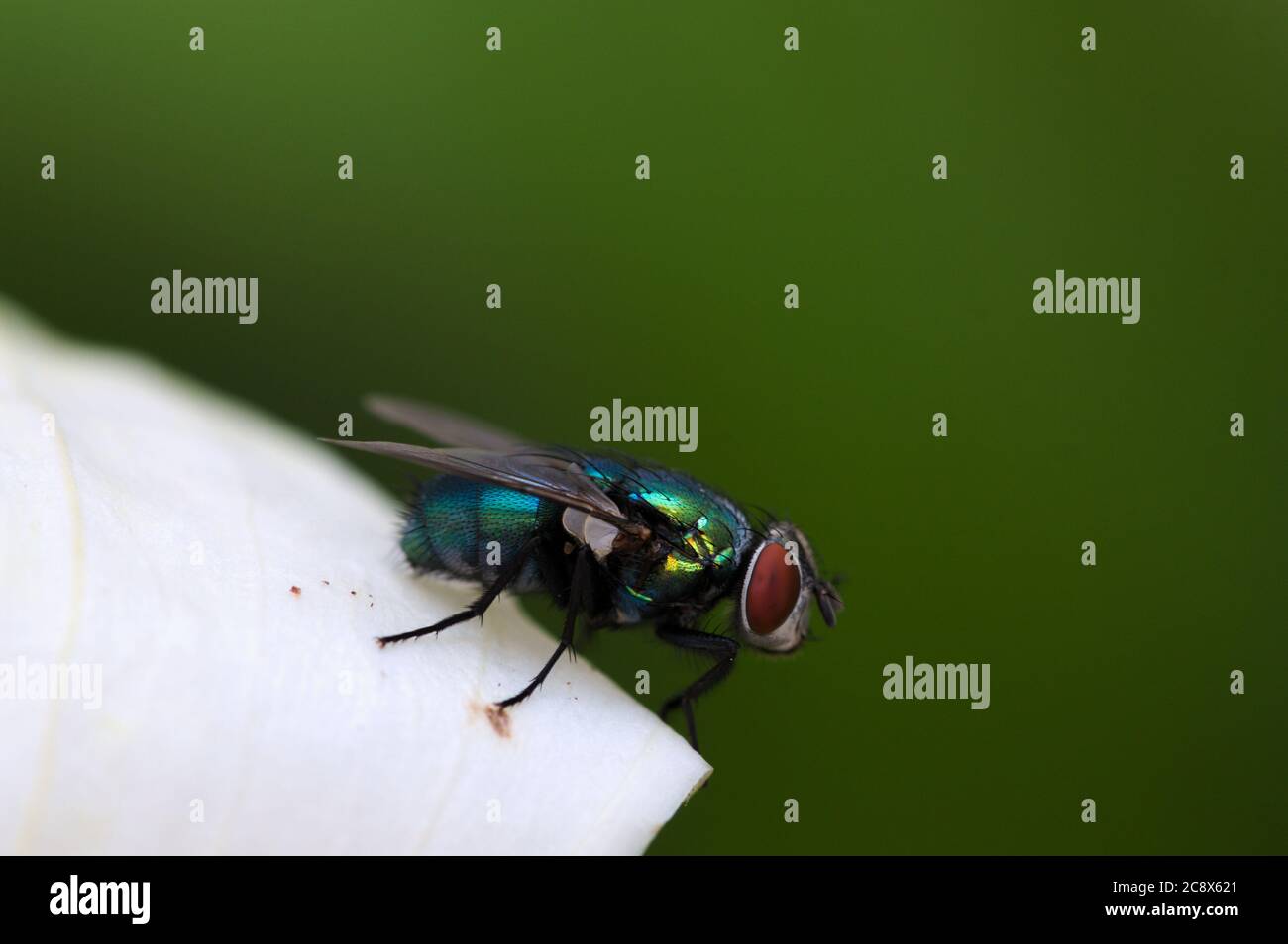 Close-up of a common green bottle fly (Phaenicia sericata or Lucilia sericata) perched on a white flower and with green copy space to the right of the Stock Photo