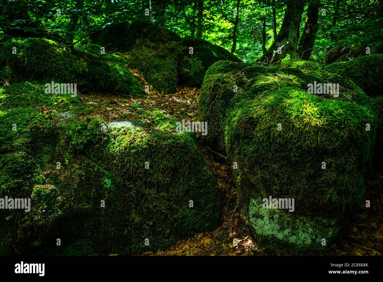 mossy beach wood, a fairy tale forrest , lozere , france Stock Photo