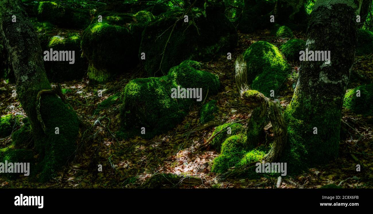 mossy beach wood, a fairy tale forrest , lozere , france Stock Photo