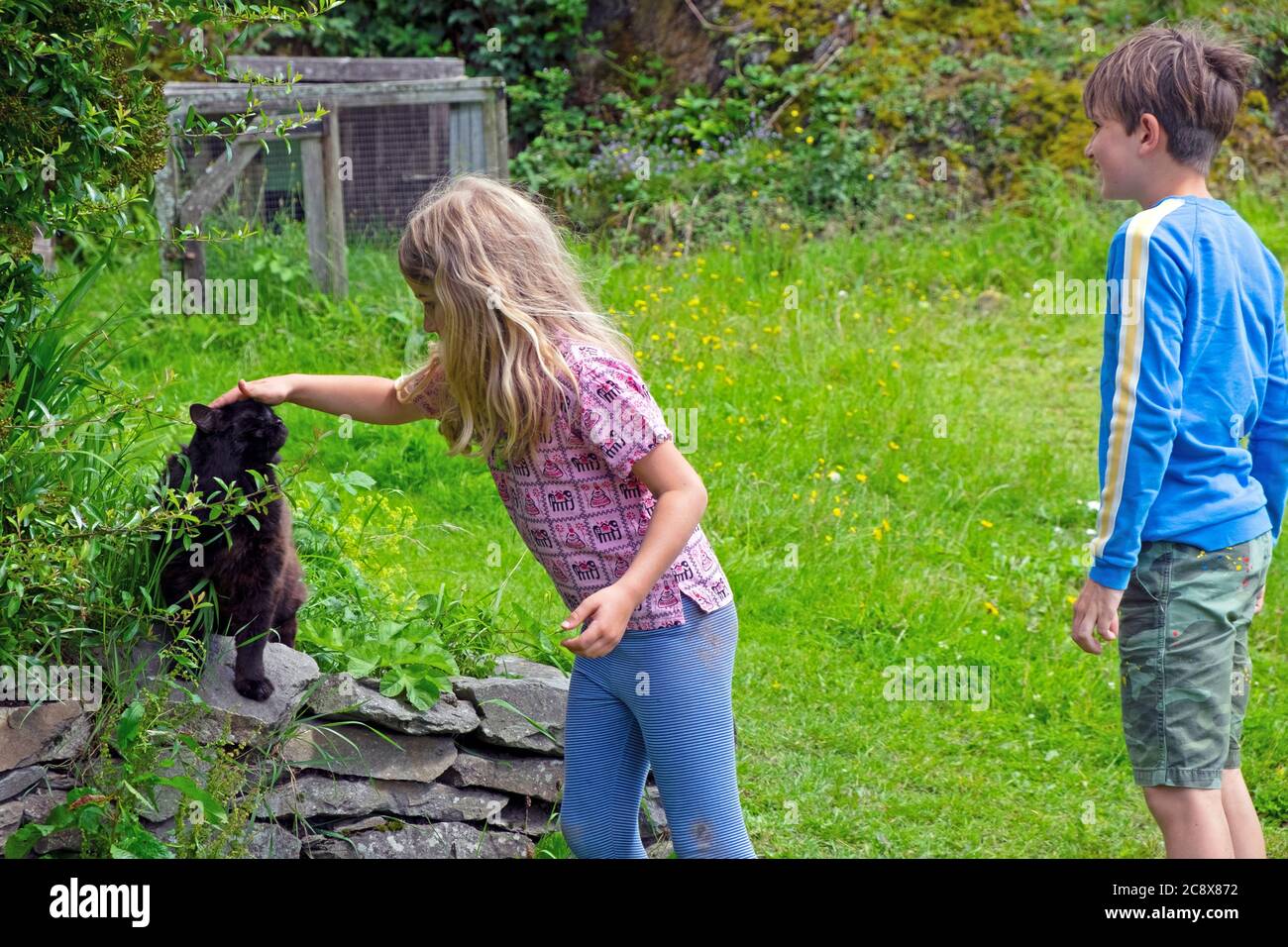Girl 7 stroking a black cat with boy 11 brother watching on a country holiday with family after lockdown in Carmarthenshire Wales UK   KATHY DEWITT Stock Photo