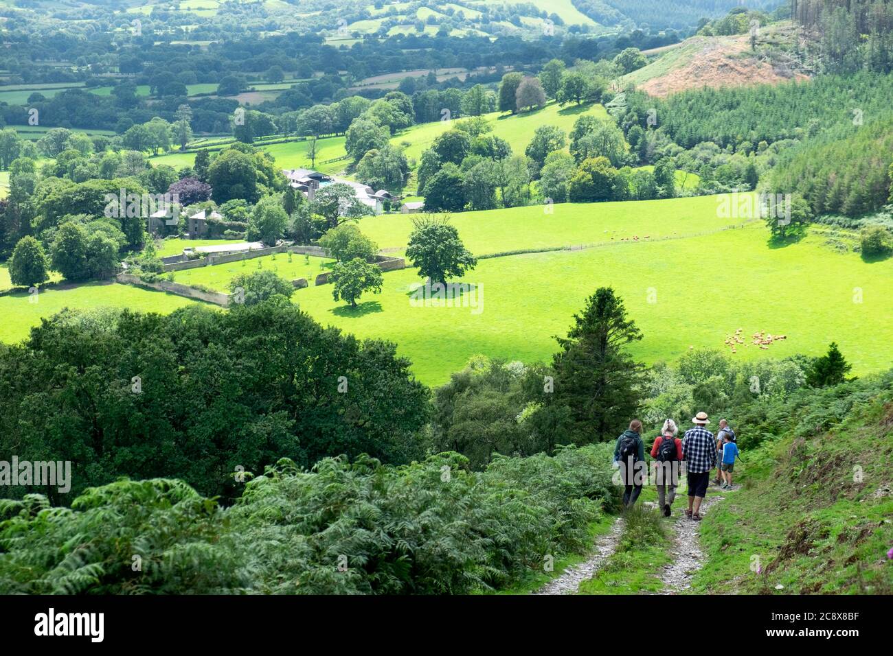 Rear view people walking in countryside on staycation after Covid 19 lockdown is eased in summer July 2020 Carmarthenshire West Wales UK  KATHY DEWITT Stock Photo