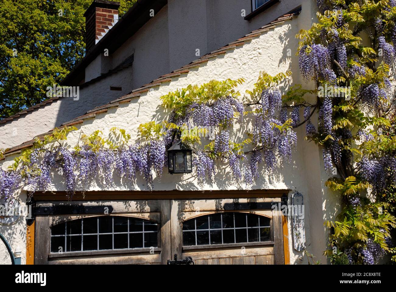 Attractive Wisteria growing in wall of domestic house, Kent, England Stock Photo