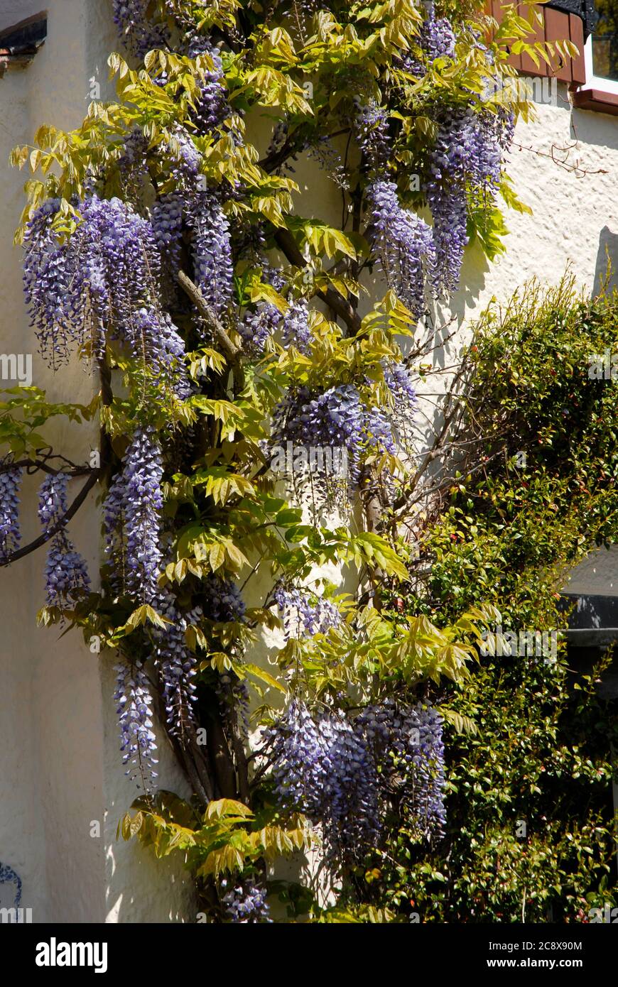 Attractive Wisteria growing in wall of domestic house, Kent, England Stock Photo