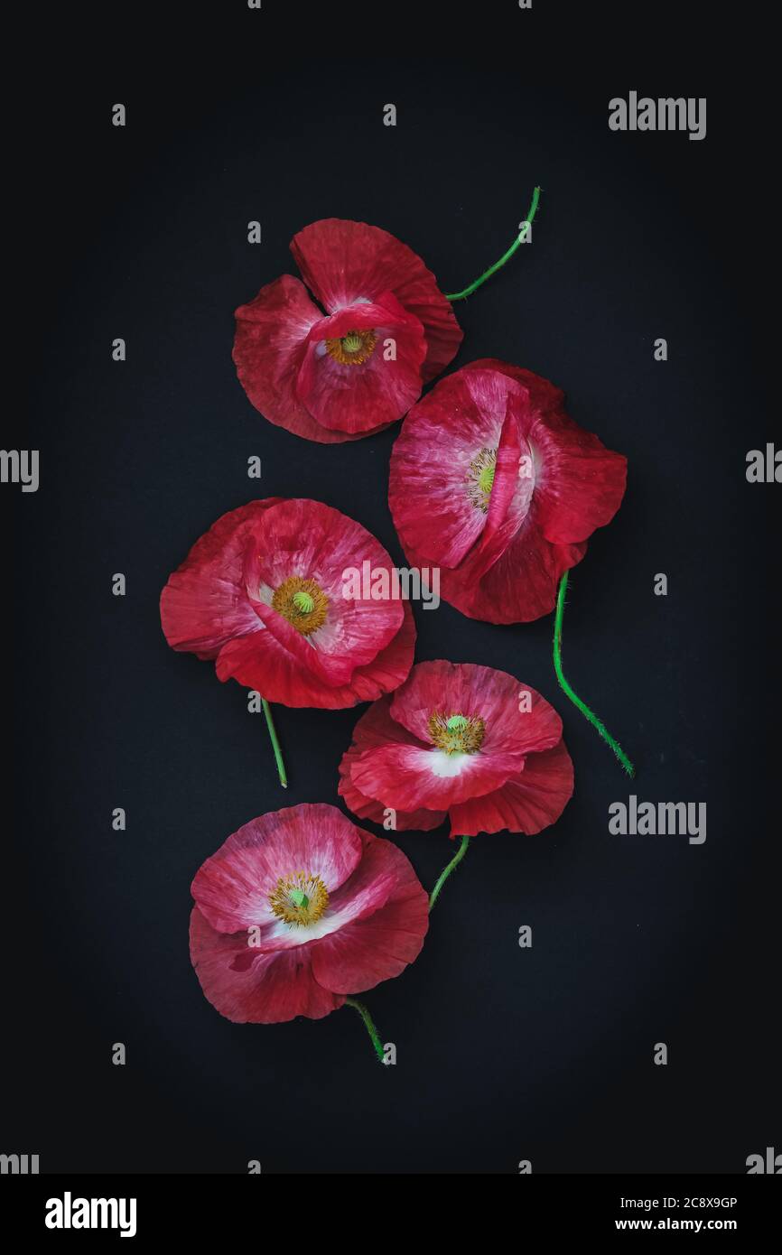 Red poppies on a black background, shot from above Stock Photo - Alamy