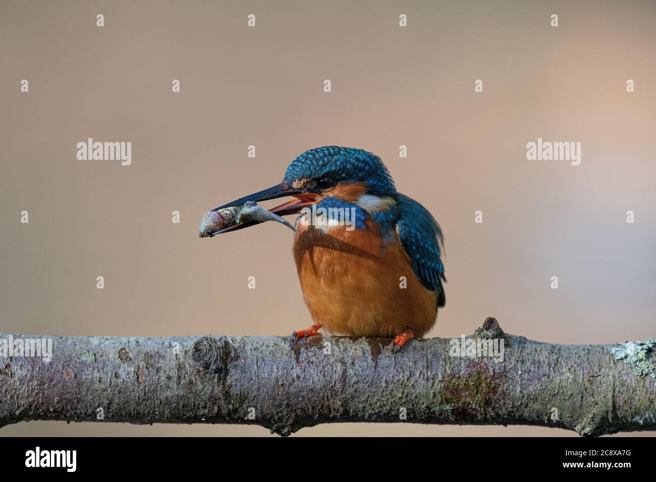 Male Kingfisher on branch with Stickleback in Bill Stock Photo