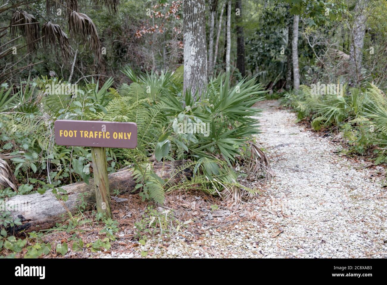 Big Cypress Boardwalk Trail in Goethe State Forest, Morriston, Florida. A public land with forest trail to a very old and large cypress tree. Stock Photo