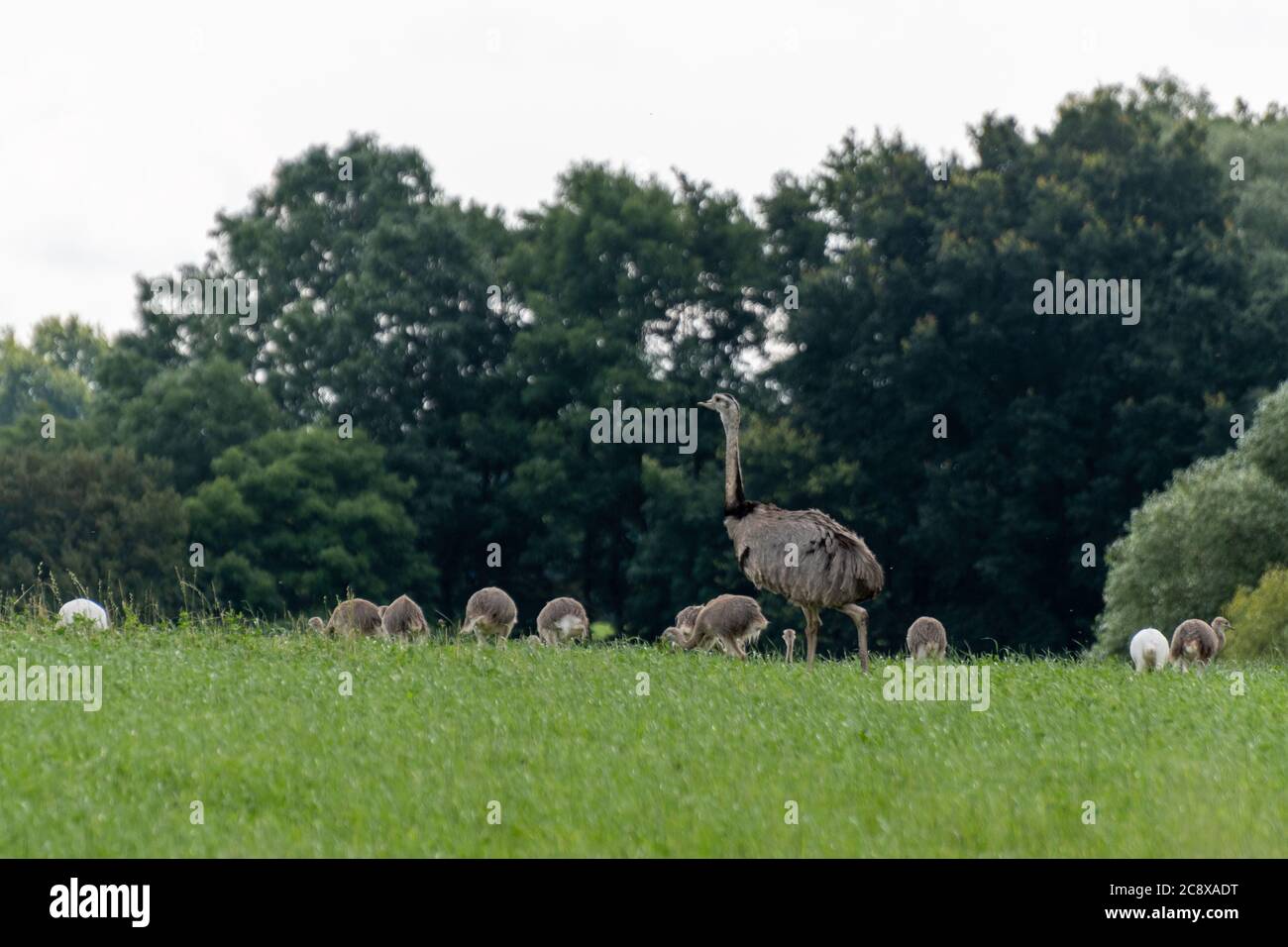 Wild Nandus with children on a field in Mecklenburg West Pomerania Stock Photo