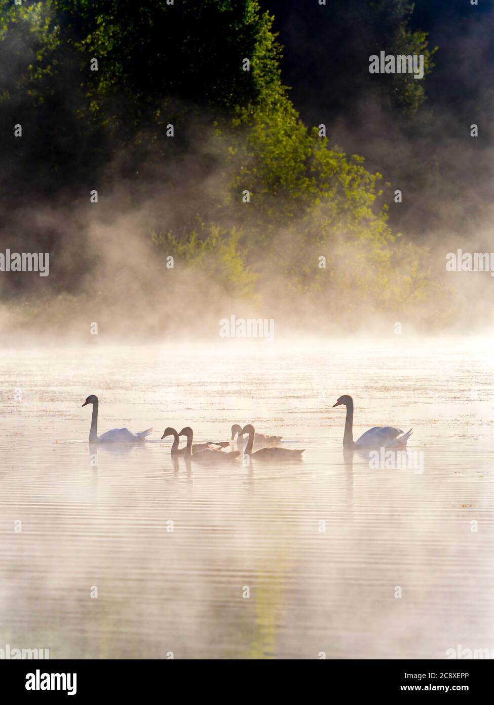 Swans family in sunrise time on lake Mrzla vodica in Croatia Europe gorgeous & stunning & marvelous Stock Photo