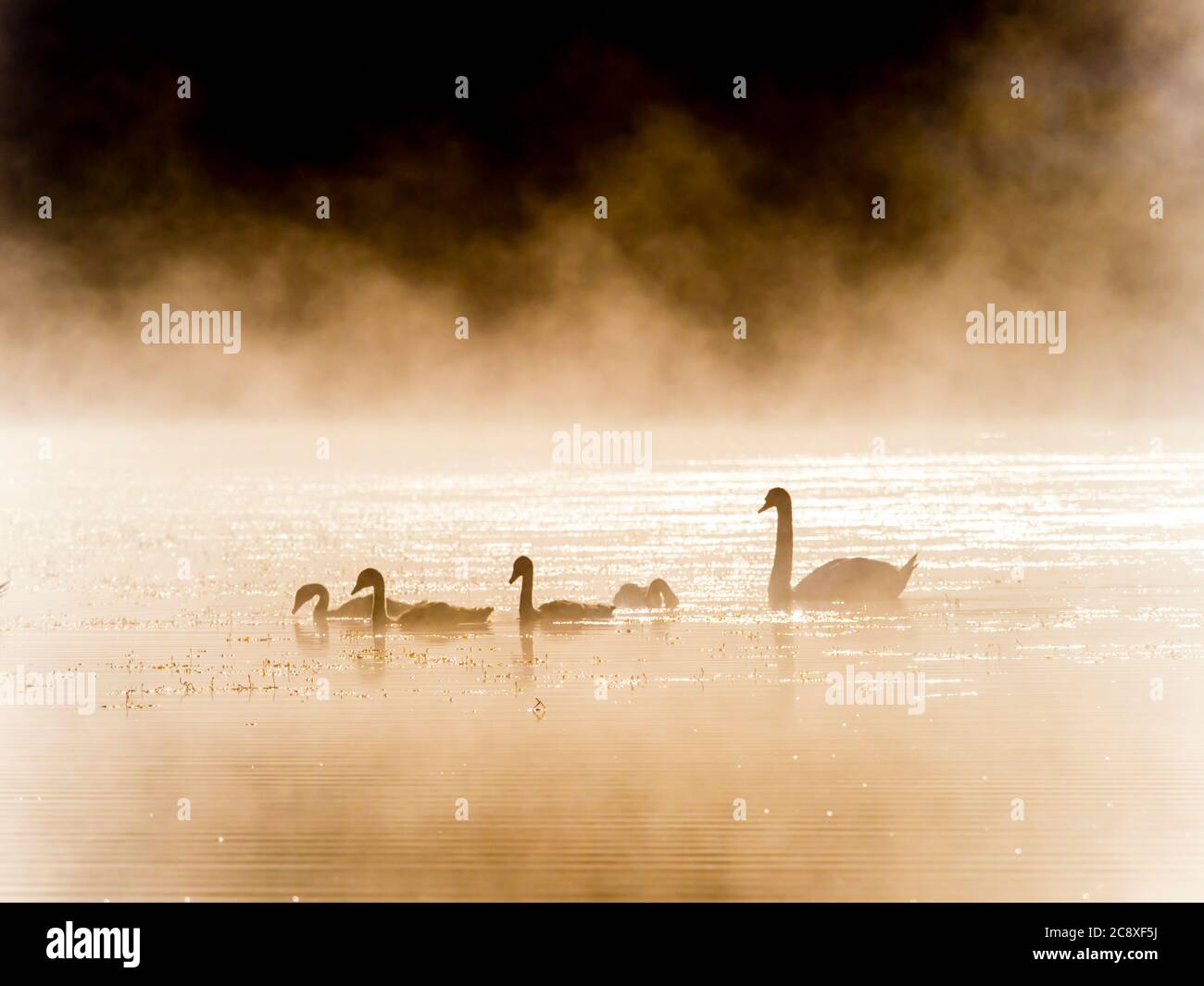 Swans family in sunrise time on lake Mrzla vodica in Croatia Europe gorgeous & stunning & marvelous Stock Photo