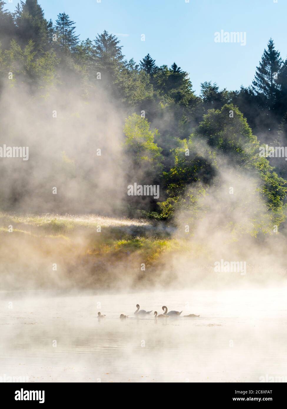 Swans family in sunrise time on lake Mrzla vodica in Croatia Europe Stock Photo