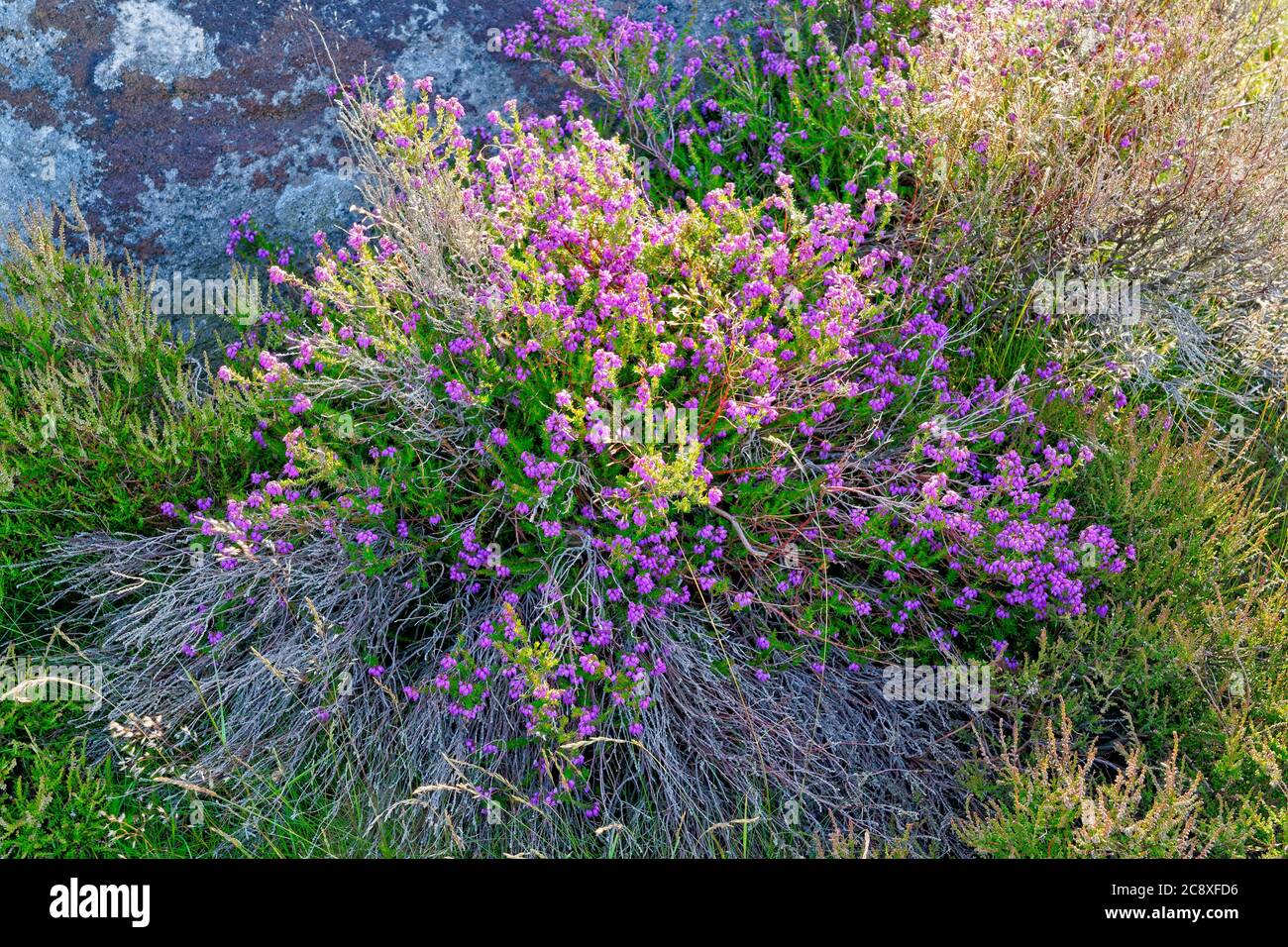 Close up of a vibrant purple Bell Heather plant in full bloom against a gritstone rock. Stock Photo