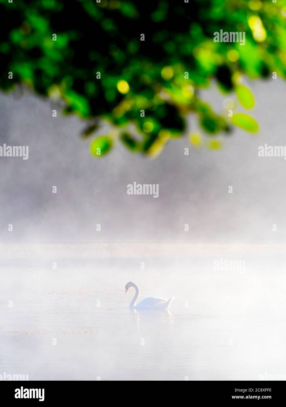 Lonely swan in sunrise time on lake under tree brances branch vegetation leaves Mrzla vodica in Croatia Europe Stock Photo