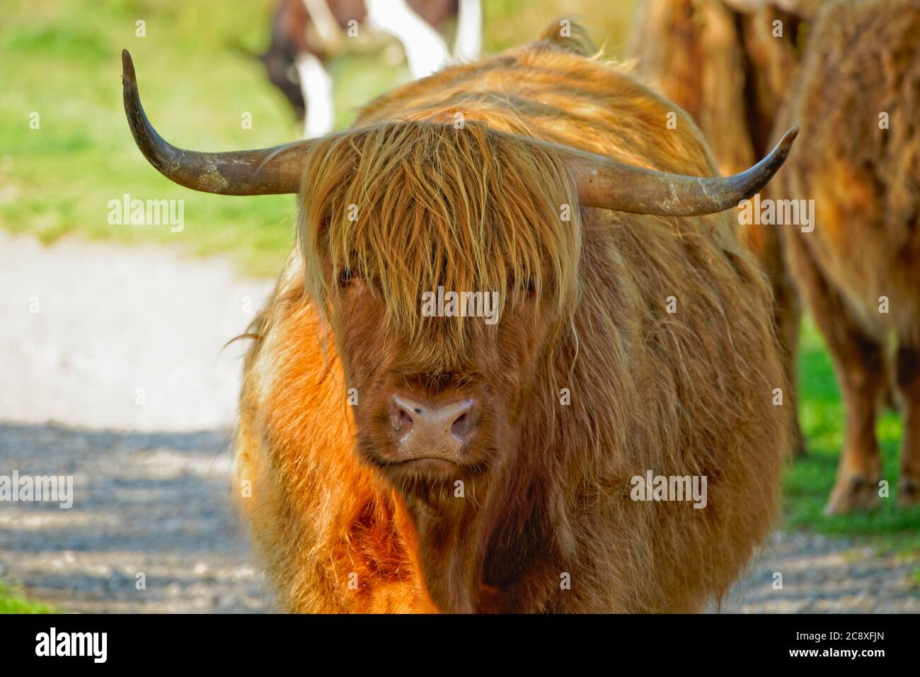 A close up of a Highland Cow standing in the shade in the Derbyshire ...