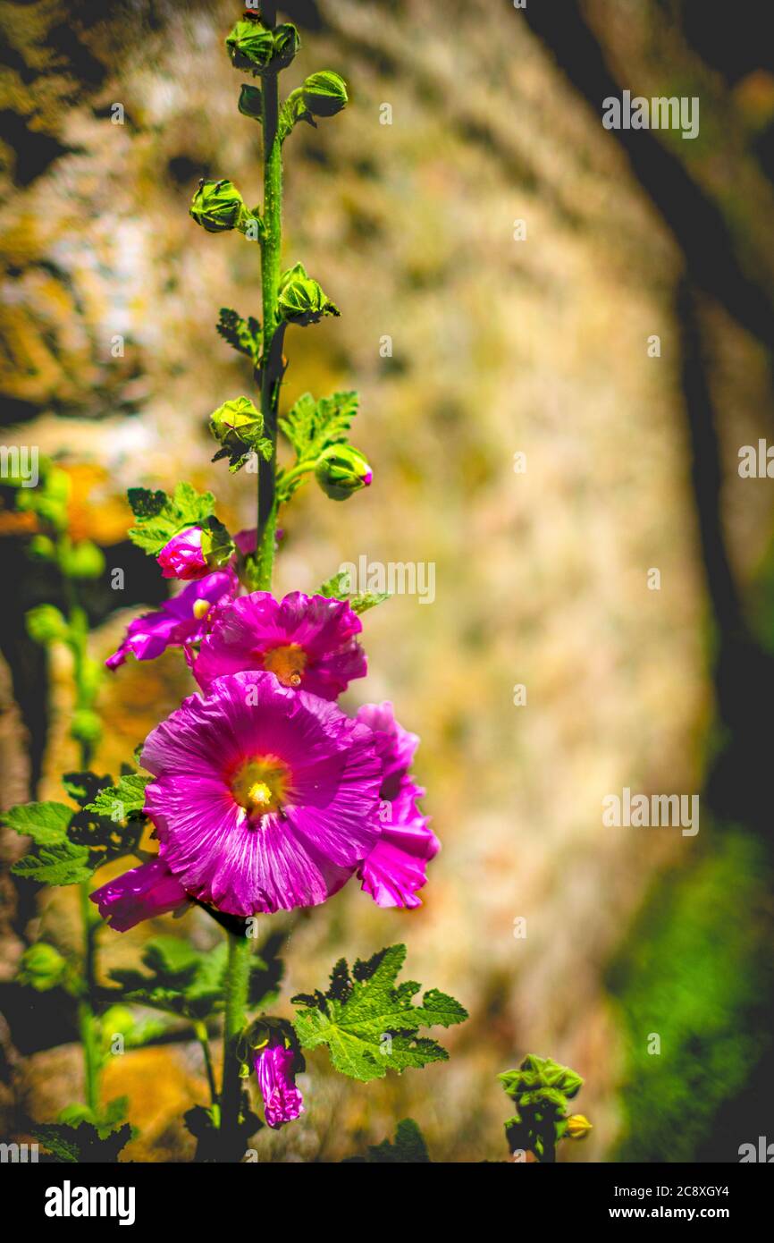 purple flower vertical colorful background malva alcea Stock Photo