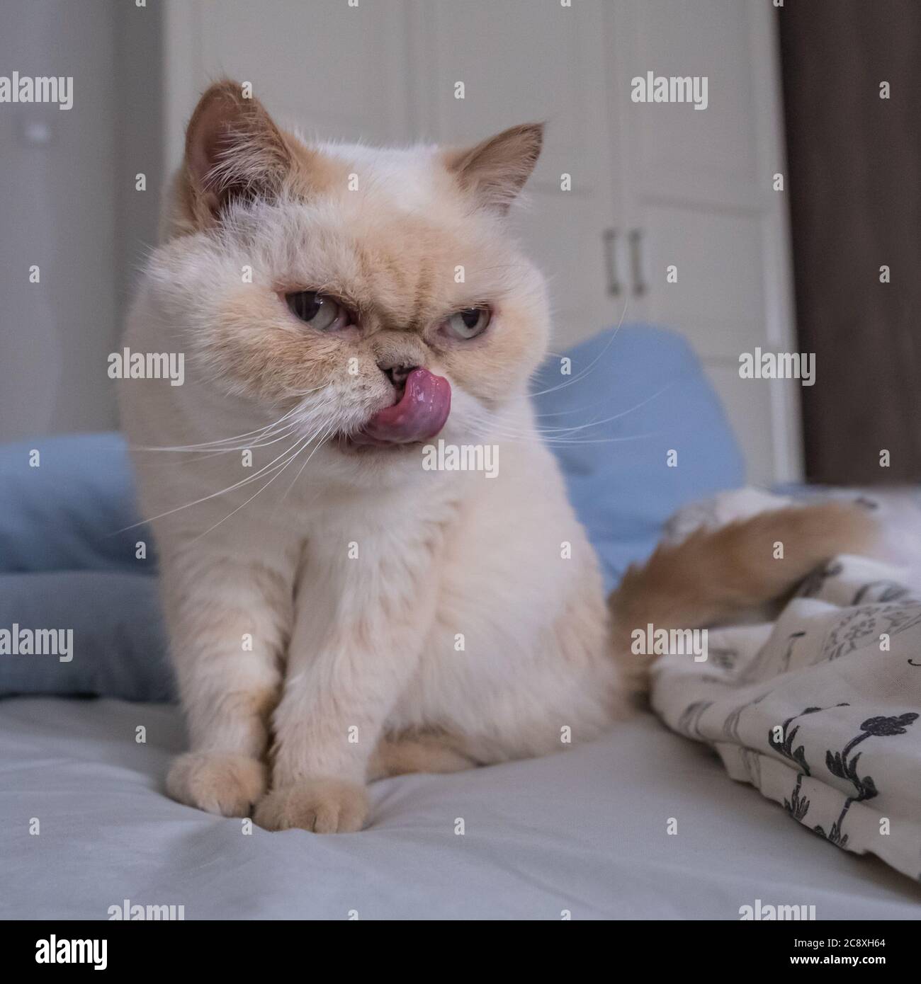 Cute scowl cat sits on a bed among blankets. She sticks out her tongue. Breed exot color red point. Stock Photo