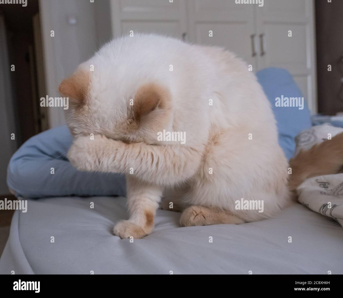 The cute cat closed its eyes with its paw. He is washing himself Stock