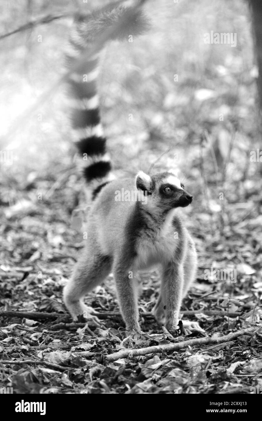 Ring-Tailed Lemur, Magagascar Stock Photo