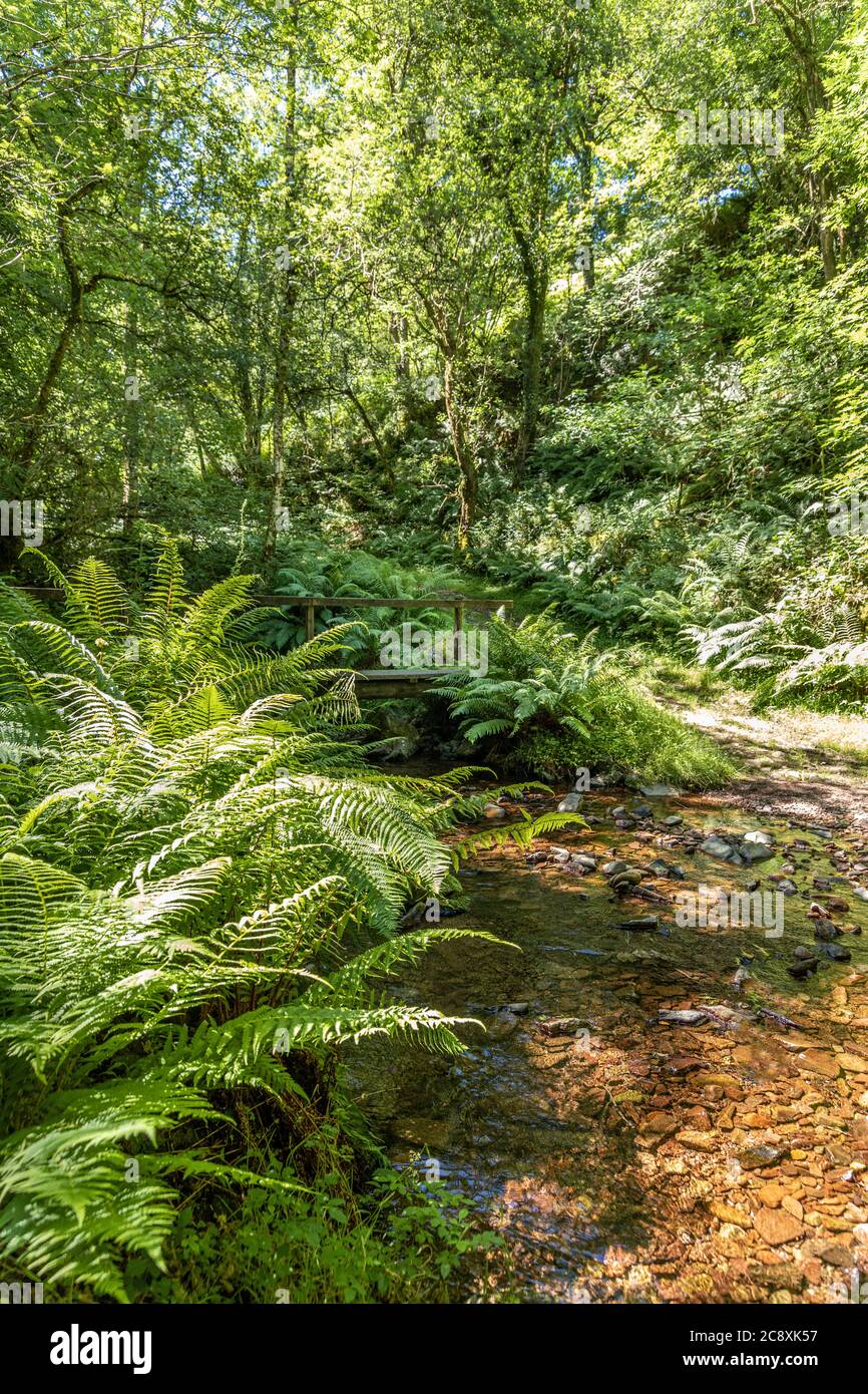Ferns beside a stream by a nature trail in Dunkery and Horner Wood National Nature Reserve at Horner Wood on Exmoor National Park, Somerset UK Stock Photo