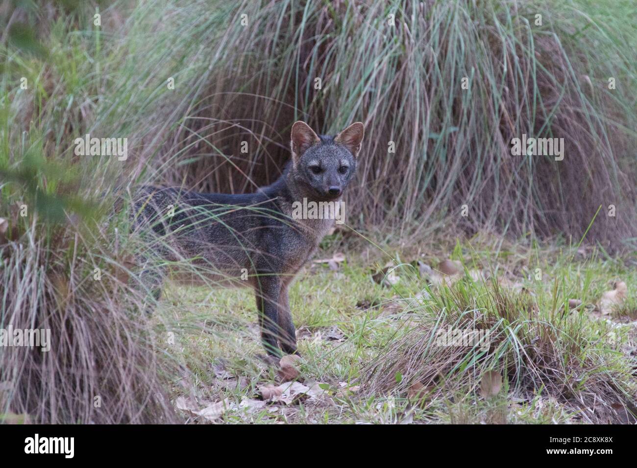 CrabEating Fox, Pantanal Stock Photo Alamy