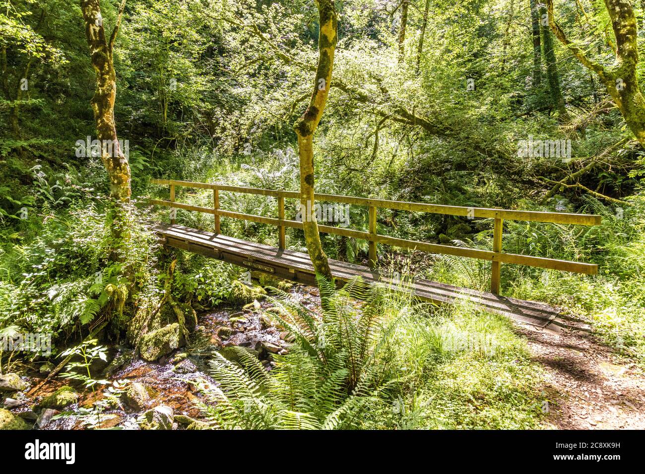 A footbridge over a stream beside the nature trail in Dunkery and Horner Wood National Nature Reserve at Horner Wood on Exmoor National Park, Somerset Stock Photo
