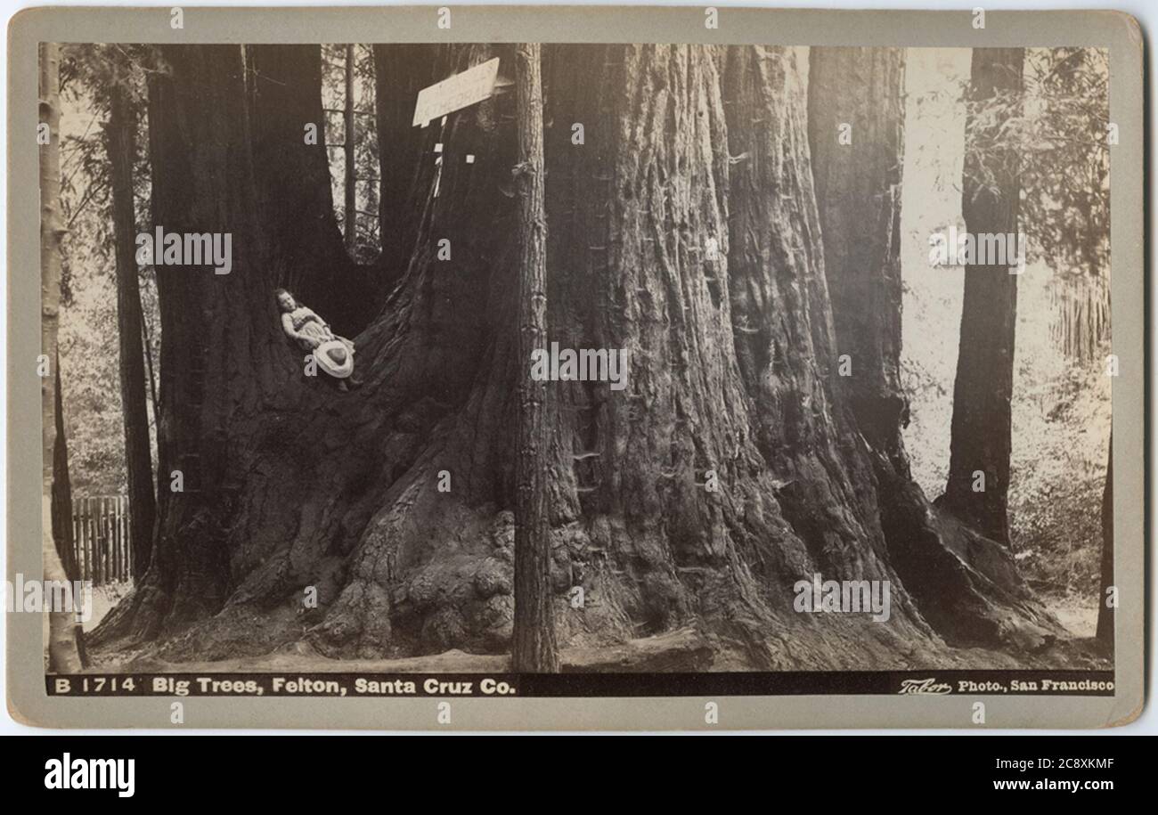 Big trees santa cruz hires stock photography and images Alamy