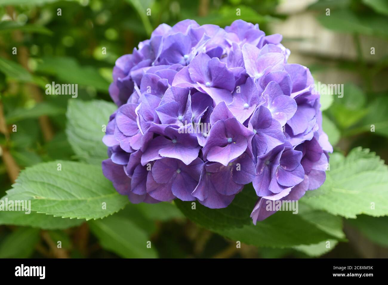 Garden with pretty purple blooming hydrangea flowers Stock Photo - Alamy