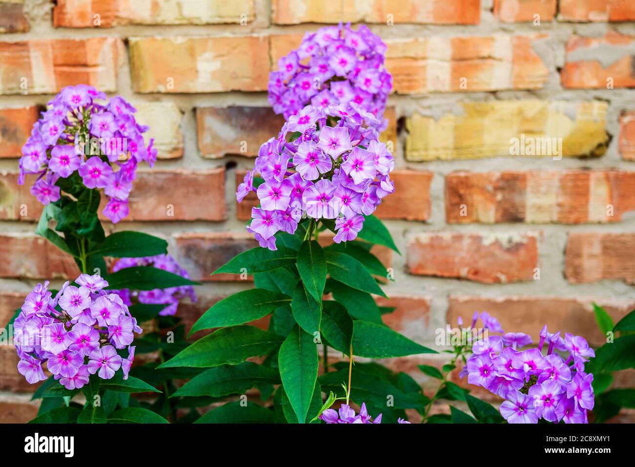 Blossoming violet garden flowers phlox, Phlox paniculata, genus of flowering herbaceous plants, on background of red brick wall. Summer scene. Close-u Stock Photo