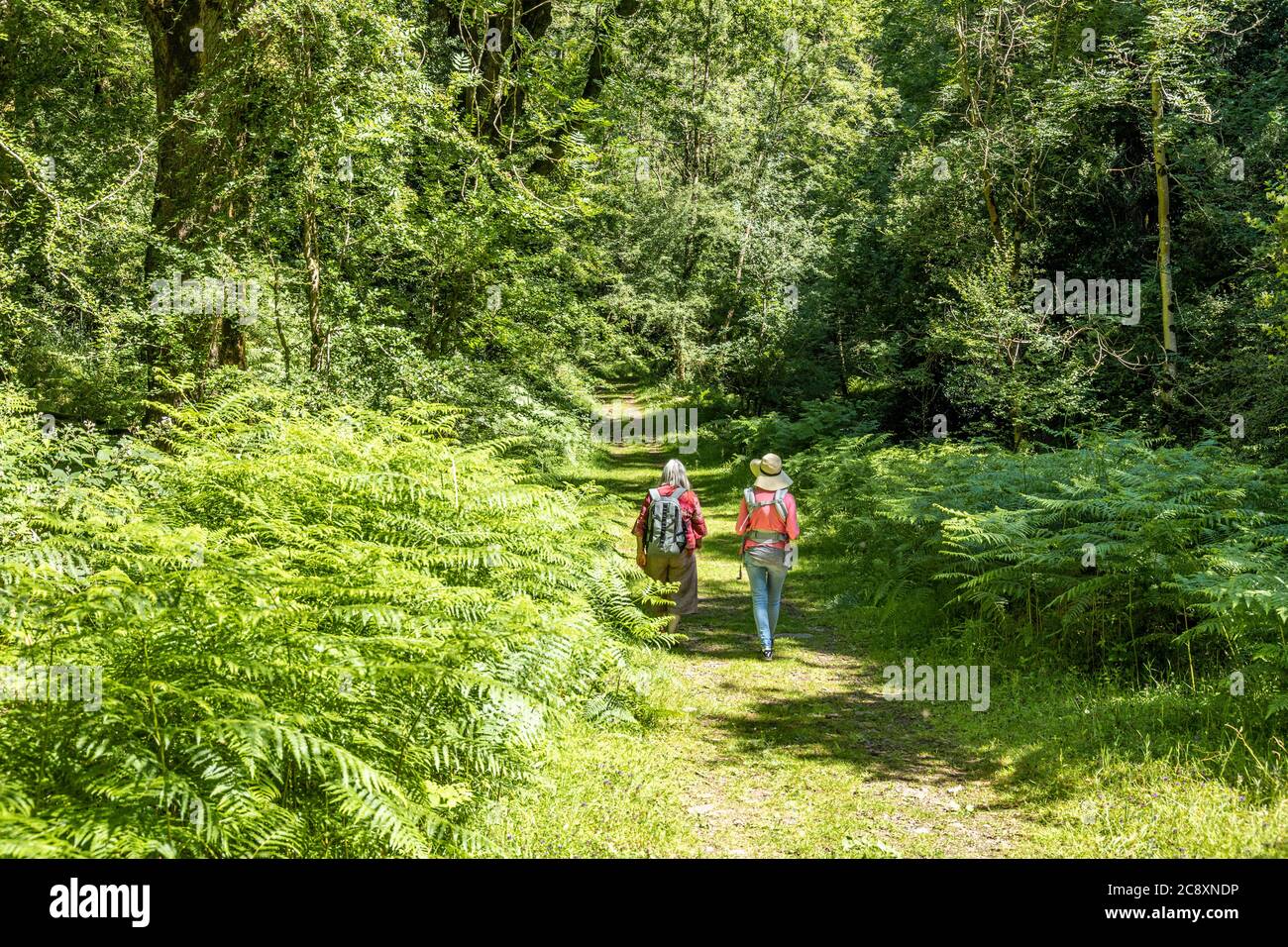Two lady hikers walking in Dunkery and Horner Wood National Nature Reserve at Horner Wood on Exmoor National Park, Somerset UK Stock Photo