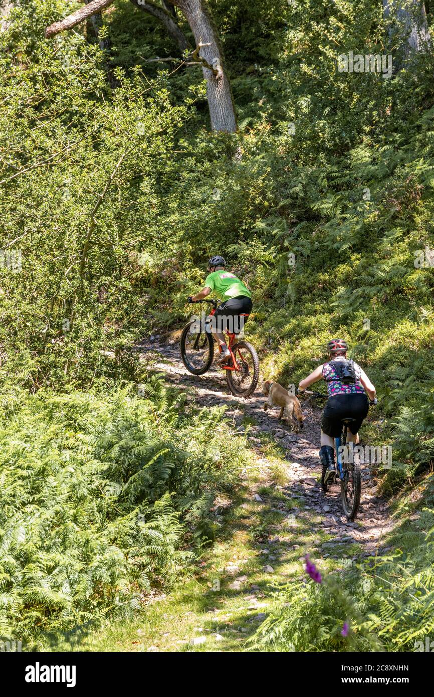 Mountain bikers dog walking in Dunkery and Horner Wood National Nature Reserve at Horner Wood on Exmoor National Park, Somerset UK Stock Photo