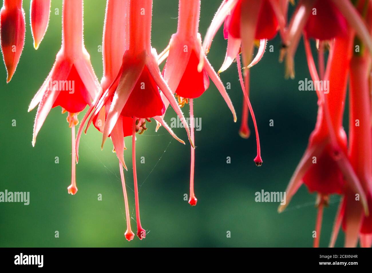 Flowers Red Fuchsia 'Trumpeter' Stock Photo