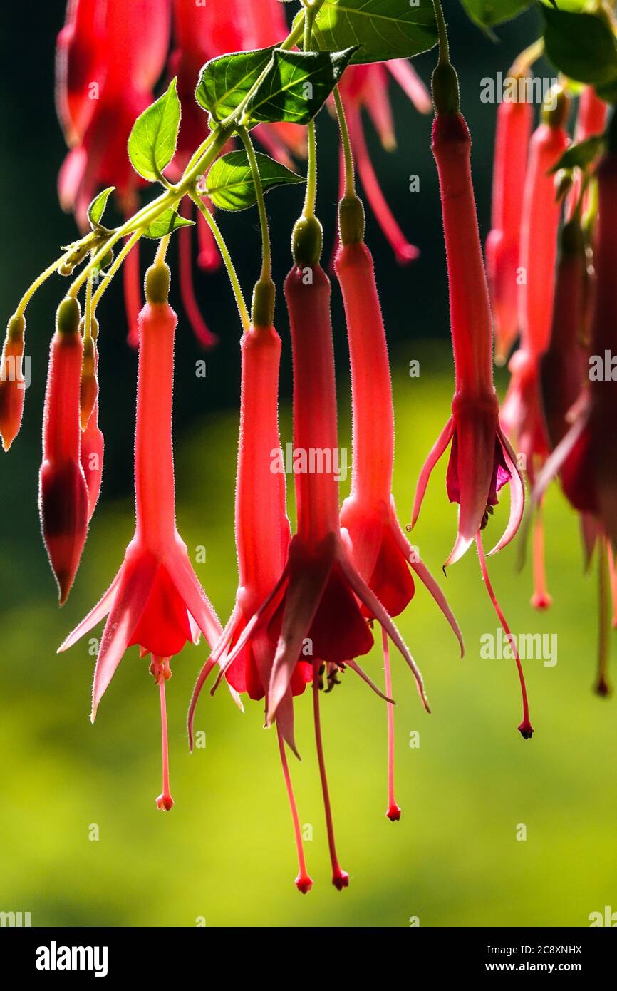 Hanging trumpet flowers Red Fuchsia 'Trumpeter' Stock Photo