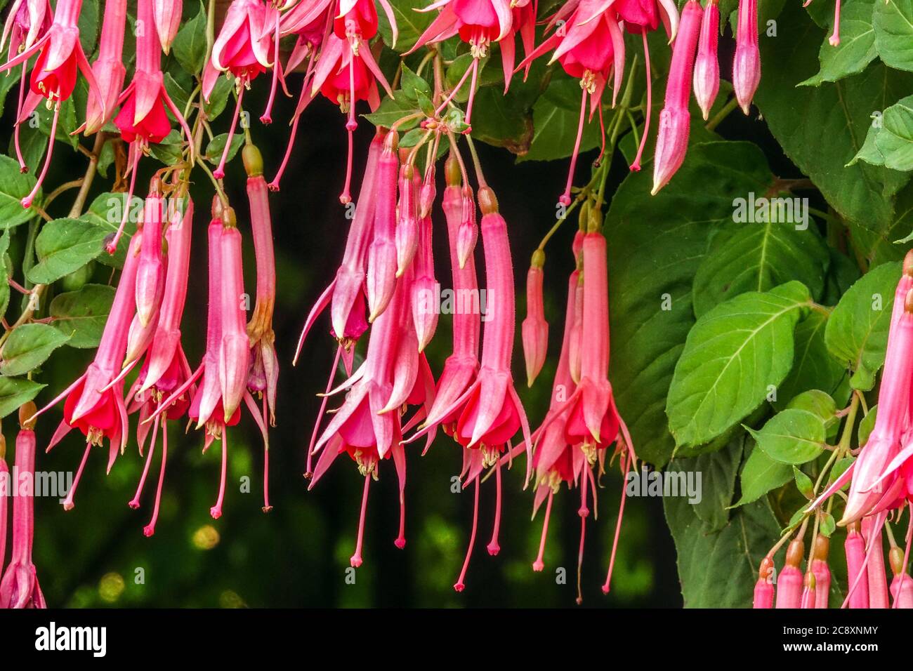 Trumpet flowers Fuchsia 'Trumpeter' Stock Photo