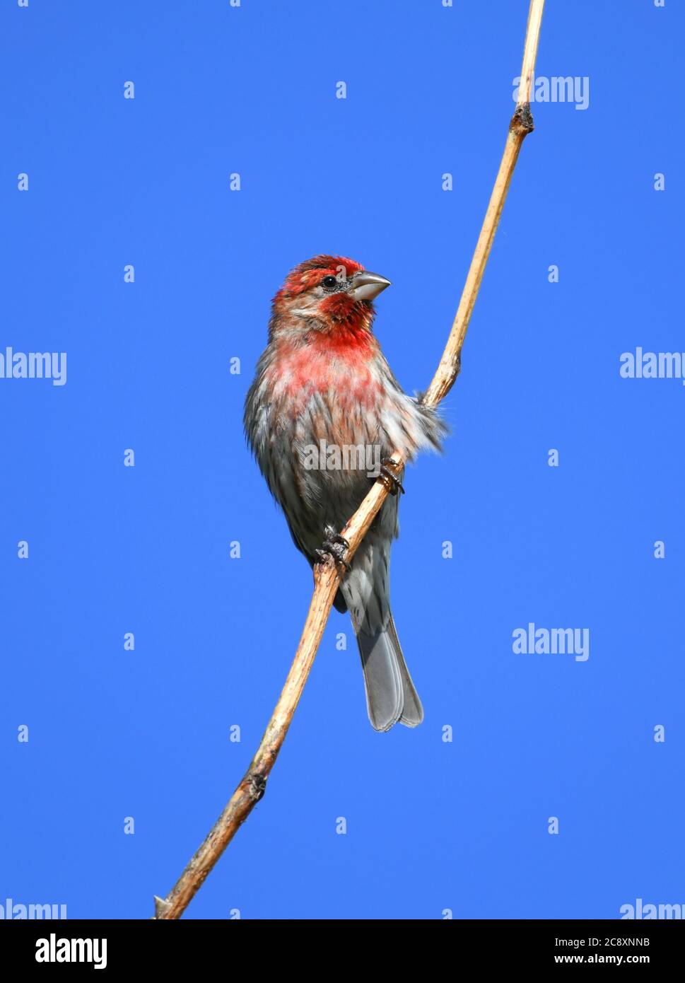 red house finch standing on twig against blue sky Stock Photo Alamy