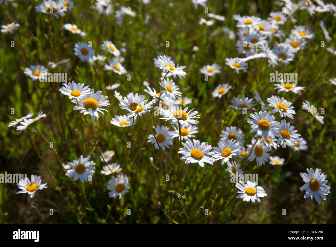 Oxeye daisies in field meadow,Oxfordshire,England Stock Photo