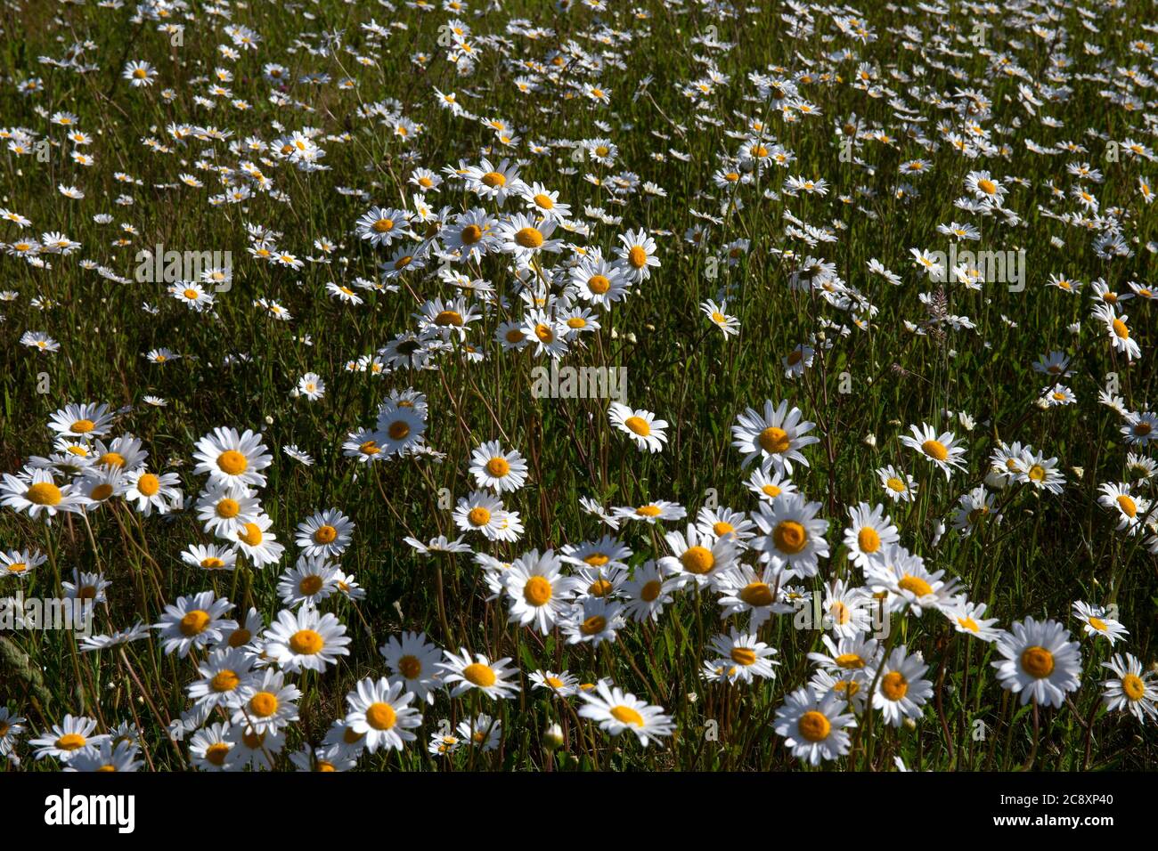 Oxeye daisies in field meadow,Oxfordshire,England Stock Photo