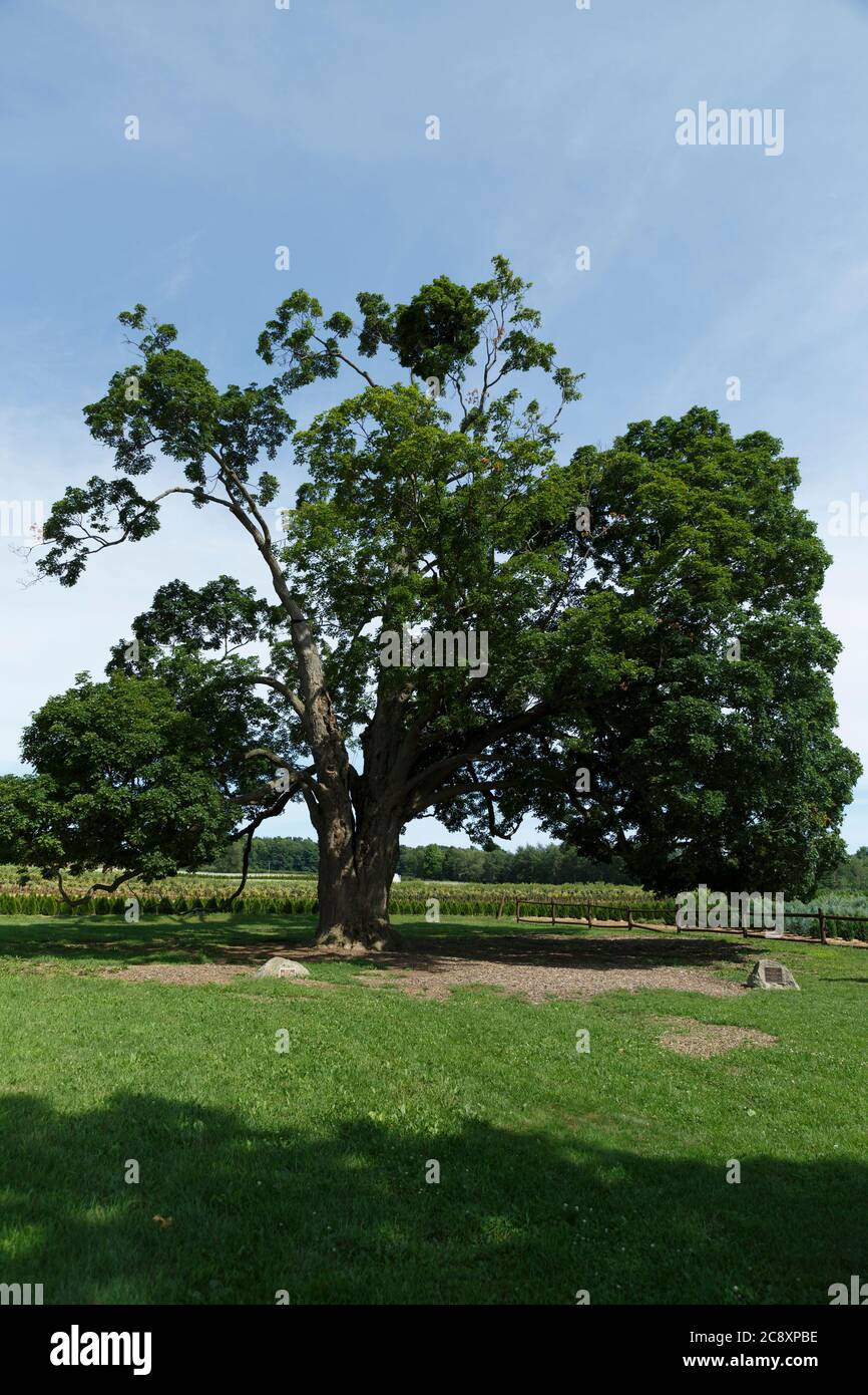 Fonthill Ontario Canada, the Comfort Maple, one of the oldest trees in