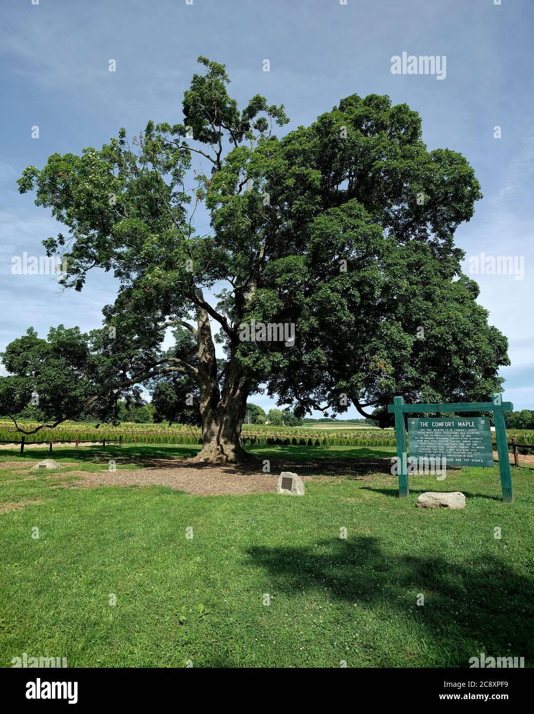 Fonthill Ontario Canada, the Comfort Maple, one of the oldest trees in