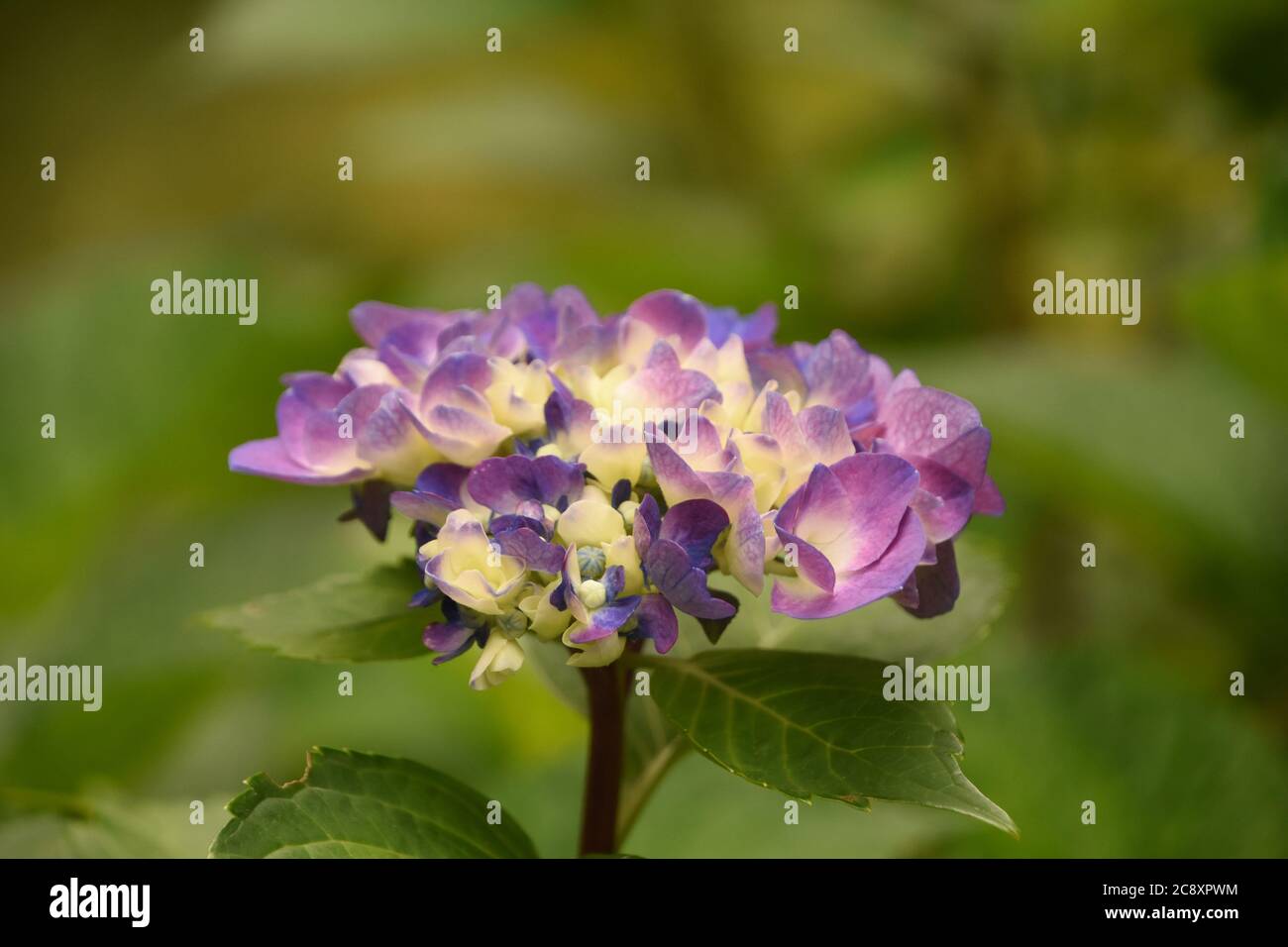 Hydrangea Budding Pretty budding hydrangea just starting to flower and bloom Stock Photo ...