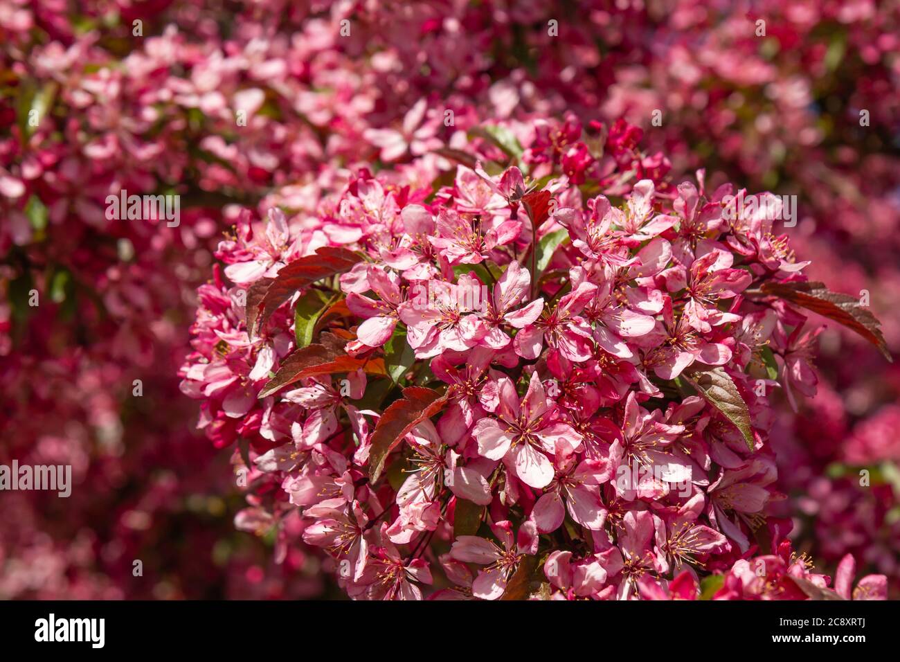 Beautiful bright flowers of decorative apple tree Stock Photo