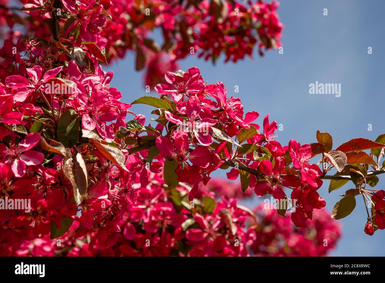 Beautiful bright flowers of decorative apple tree Stock Photo