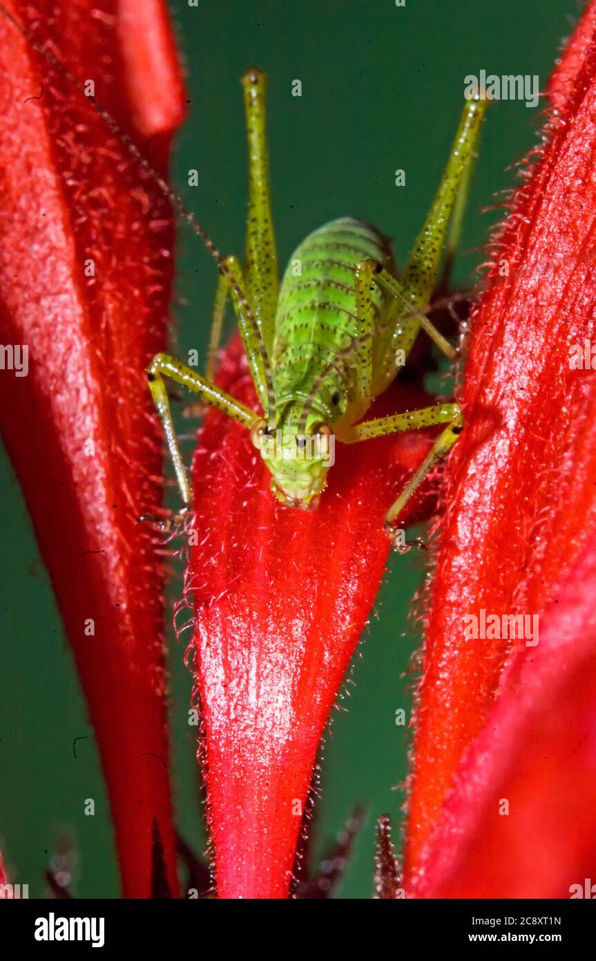 Katydid insect on bee balm close-up Stock Photo