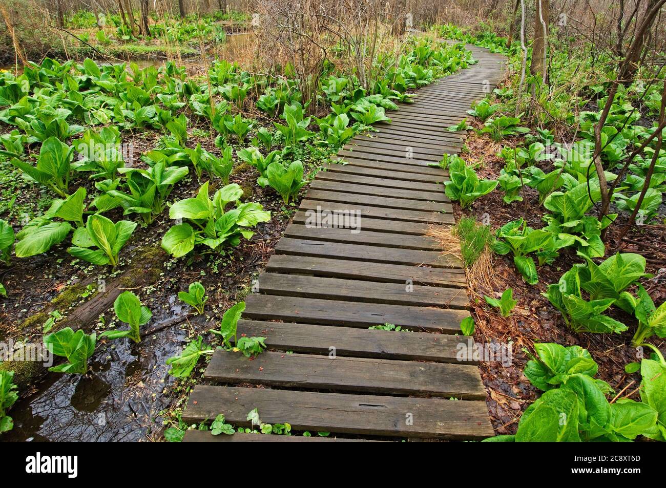 Skunk cabbage growing along boardwalk path through swamp habitat Stock